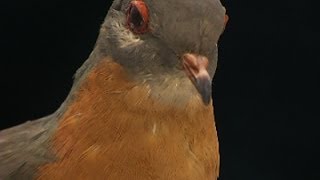 Last Surviving Passenger Pigeon on Display [upl. by Etaner]