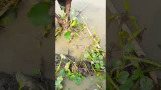 Unbelievable Catching in River Fishing Video shorts fishinglife [upl. by Jeana]