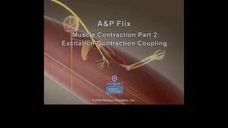 Muscle Excitation Contraction Coupling [upl. by Aldridge36]