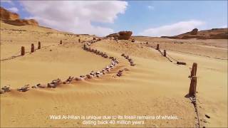 Wadi Al Hitan Whale Valley Site management report during COVID 19 [upl. by Brina]