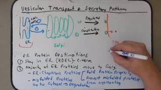 Podcast Day 24 Secretory Pathway [upl. by Rusty]