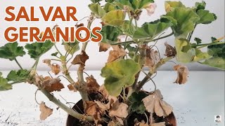 Salvar geranios pelargonium chuyito jardinero [upl. by Marco]