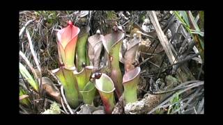 A bunch of Heliamphora amp more Chimanta Tepui and LosTestigos With Stewart McPherson [upl. by Clawson]