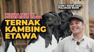 RAHASIA SUKSES TERNAK KAMBING PE KALIGESING  seperti ini cara ternak kambing etawa kaligesing [upl. by Bettine]