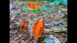 Stinkhorn Calthus columnatus timelapse [upl. by Llevrac]