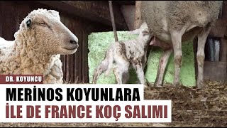 Merinos Koyunlara İle De France Koç Salımı Çevirme Melezlemesi Nasıl Yapılır l Dr Koyuncu [upl. by Lein908]