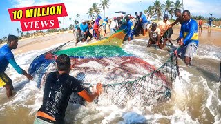 Unbelievable 2000Kg Queen fishes Caught In Seine Net  You Wont Believe How We Caught This [upl. by Landre771]