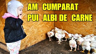 Am cumpărat PUI ALBI DE CARNE  Cât am dat pe unul și cât sunt de mari 🐥🐥 [upl. by Adile]