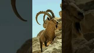 Ibex Mountain GoAt [upl. by Drain]