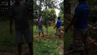 my uncle planting tree flower 🌲🌲shorts tree viralshort viralvideo viralshorts viralvideos [upl. by Eitsirc]