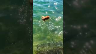 Beutiful dog in swimming pool shortsfeed dog [upl. by Leyla]