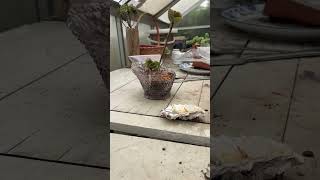 Turn a broken ceiling light glass to a plant pot [upl. by Wendell68]