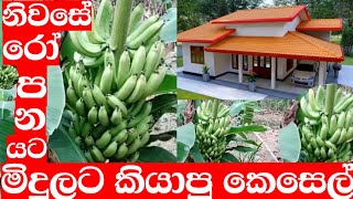 අප නිවසේ මිදූලට රෝපණය කරගන්න හොදම කෙසෙල් කැවන්ඩිස් පැලයක් kawandis kesel [upl. by Lodie]