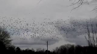 Murmuration in of birds in North Western part of North Carolina [upl. by Lanford]