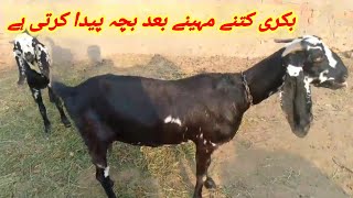 Gaon ma janwar ke Dak bhal kisa karta h logM RamzanPk Desi vlogsgaon ke khubsurat janwar [upl. by Higgins]