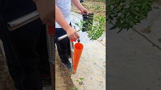 Really Amazing Seedling 🌱🌱 Planting Tool for Rural Farmer  Modern Agriculture shorts satisfying [upl. by Sisxela177]