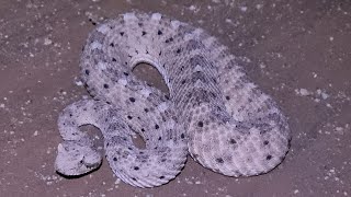 Sidewinder Rattlesnake [upl. by Phira]