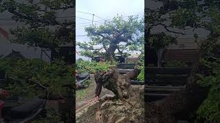 Ileng ileng jumbo bonsai bonsaiindonesi shorts [upl. by Annovad158]