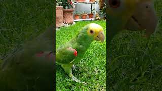 Fito loro caminando Despacito Pedro Infante loros que hablan shorts parrot viral birds amor [upl. by Leontina663]