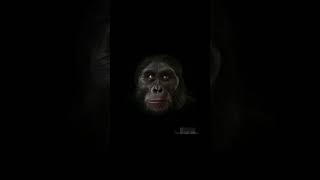 மனிதனாக மாறிய குரங்கு  Amazing Bonobo Ape Facts  Tamil Info Share shorts [upl. by Enymsaj392]