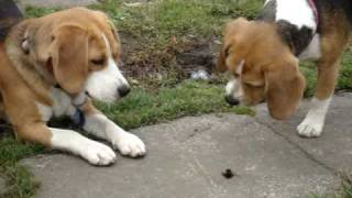 2 beagles howling at a bumble bee [upl. by Werda]