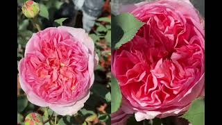 Beautiful DA Boscobel Rose Long Video [upl. by Tjader670]