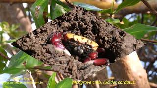 Wildlife watching in red mangroves BRazil by Antonio Silveira [upl. by Pepin277]