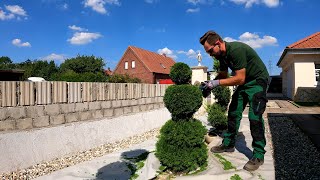 RETURNING the Topiary FORM from Thuja [upl. by Tayib]