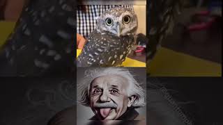 Did you know that an owls head rotates 270 degrees shorts viralshorts sigma animals respect [upl. by Atnahsa]