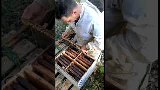 Crianza de abejas reinas Italianas y fecundación en núcleos múltiples shrots [upl. by Ettegroeg392]