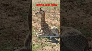 Monarto Safari Park SA [upl. by Myranda]