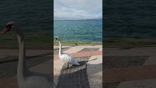 Cute swan out for a stroll in Lazise Lake Garda Italy [upl. by Placidia]