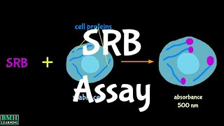 Sulforhodamine B Assay  SRB Assay [upl. by Warder915]