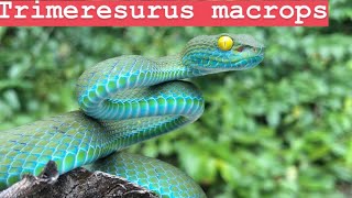 Trimeresurus macrops Large Eyed Pit Viper [upl. by Mak579]