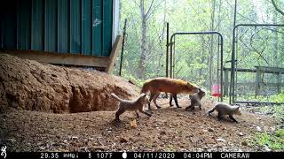 Female red fox vixen grooms her kits [upl. by Gio]