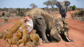 Bloodthirsty Lions Surround And Attack Elephant Giving Birth  Can The Baby Elephants Escape Death [upl. by Leterg]