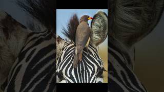 The Amazing Oxpecker Birds 🐦 Guardians of the Savanna wildlife bird [upl. by Mogerly870]