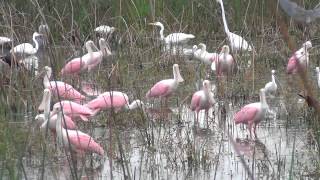 Roseate Spoonbills Galore [upl. by Nuzzi]