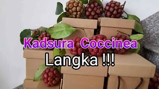 Kadsura Cocinea masih langka di Indonesia [upl. by Ginger130]