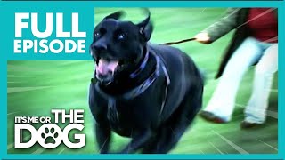 These Dogs That Walk Their Owners😅  Full Episode  Its Me or The Dog [upl. by Itsirhc]