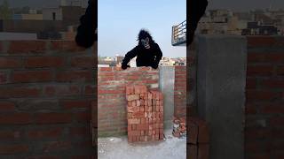 Karishma ki chij gorilla ne Le li 😟🦍 short shortfeed comedyshort [upl. by Allebara412]