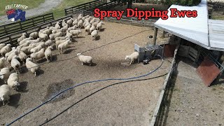 Dipping Ewes and Water issues [upl. by Alrad]