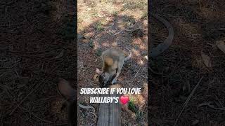 Do You Like Kangaroos and Wallabies  like subscribe animals nature [upl. by Hewes]