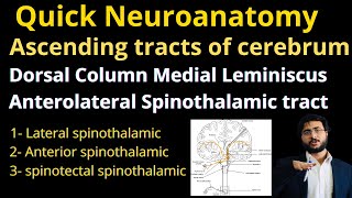 Quick  Ascending tracts of cerebrum  Dorsal Column Medial Lemniscus  Anterolateral spinothalamic [upl. by Sol]