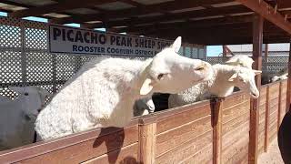 Feeding St Croix Sheep [upl. by Hernando818]