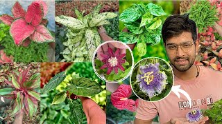 Beautiful plants for our home  gardening indoorplants outdoorplants flowers vlog nursery [upl. by Dleifxam]