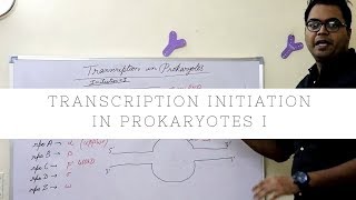 Transcription Initiation in Prokaryotes Part I [upl. by Eiramasil429]