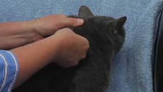 Giving an Injection to a Cat [upl. by Jerrine]