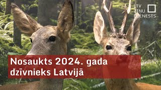 Nosaukts 2024 gada dzīvnieks Latvijā [upl. by Oigile]