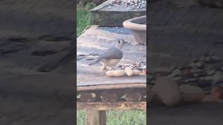 Tufted titmouse got a little snack [upl. by Francklyn738]